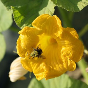 Courge potiron bleu de hongrie bio