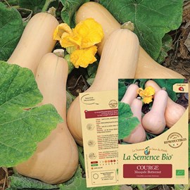 Courge musquée butternut bio