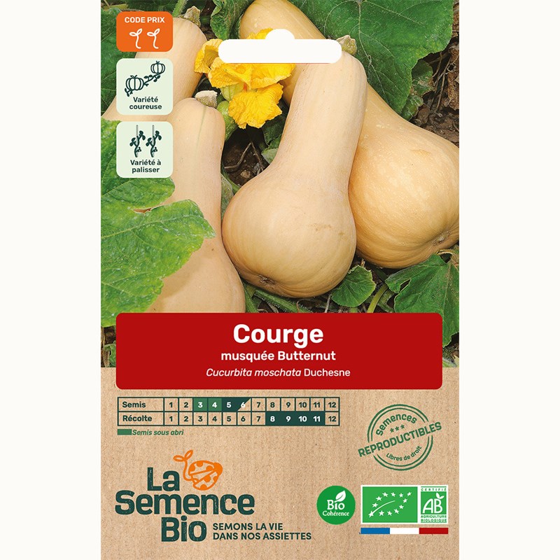 Courge musquée butternut bio