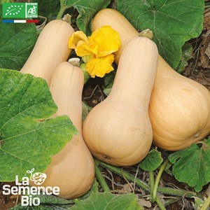 Courge musquée butternut bio