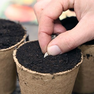 Courge musquée butternut bio