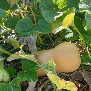 Courge musquée butternut bio