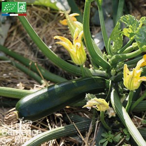 Courgette black beauty bio