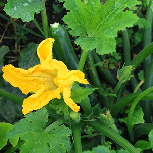 Courgette black beauty bio