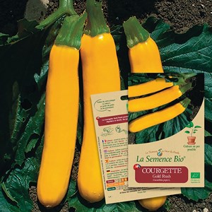 Courgette gold rush bio