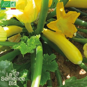 Courgette gold rush bio