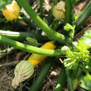 Courgette gold rush bio