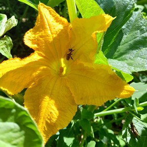 Courgette gold rush bio