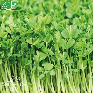 Cresson alénois bio