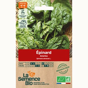 Epinard américa bio