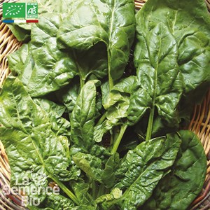 Epinard  américa bio