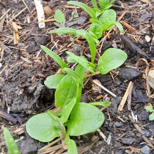 Epinard  américa bio