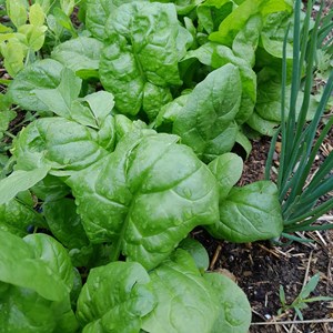 Epinard  américa bio