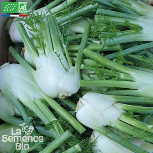 Fenouil romanesco bio