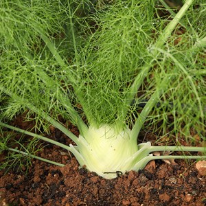 Fenouil romanesco bio