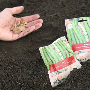 Feve aguadulce à très longues cosses bio