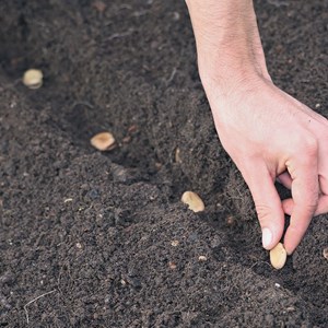 Feve aguadulce à très longues cosses bio