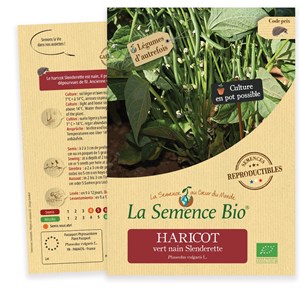 Haricot vert nain slenderette bio