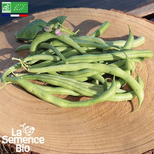 Haricot vert grimpant emerite bio