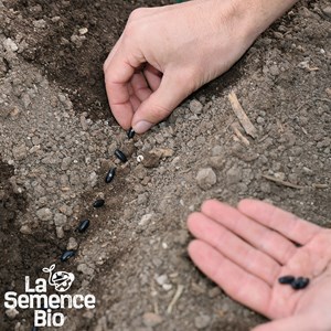 Haricot vert grimpant emerite bio