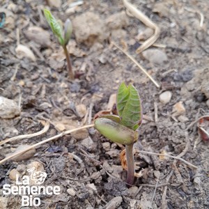 Haricot vert grimpant emerite bio