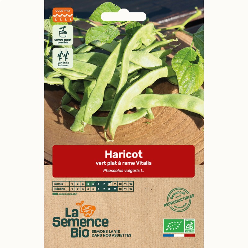 Haricot vert plat grimpant vitalis bio