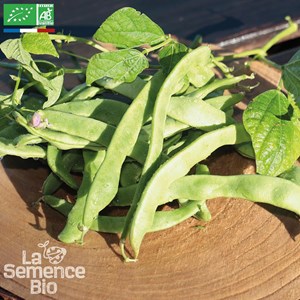 Haricot vert plat grimpant vitalis bio
