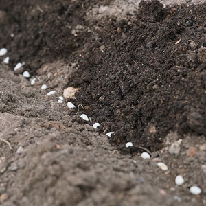 Haricot vert plat grimpant vitalis bio