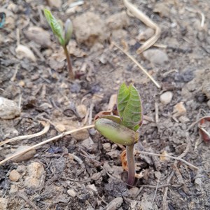 Haricot vert plat grimpant vitalis bio