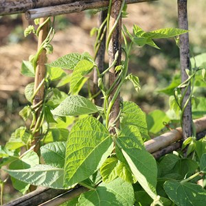 Haricot vert plat grimpant vitalis bio