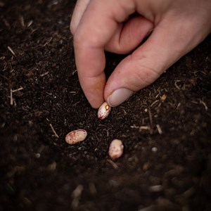 Haricot big borlotto bio