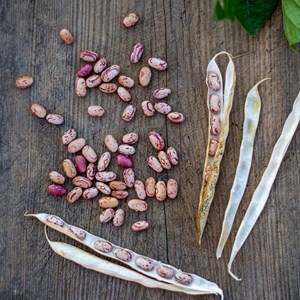 Haricot big borlotto bio