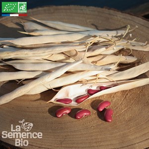 Haricot coco nain canadian wonder bio