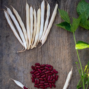 Haricot coco nain canadian wonder bio