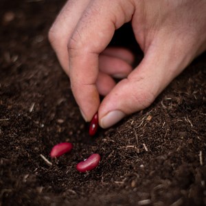 Haricot coco nain canadian wonder bio