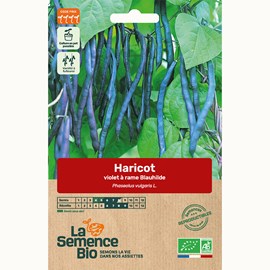 Haricot violet grimpant blauhilde bio