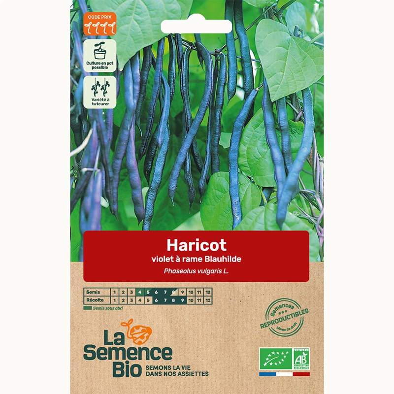 Haricot violet grimpant blauhilde bio