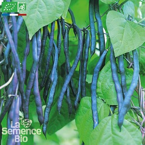 Haricot violet grimpant blauhilde bio