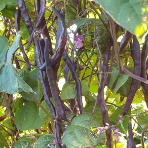 Haricot violet grimpant blauhilde bio