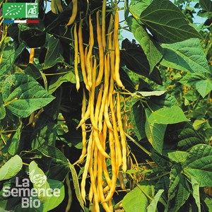 Haricot beurre grimpant neckargold  bio