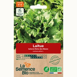 Laitue batavia reine des glaces bio