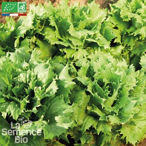Laitue batavia reine des glaces bio
