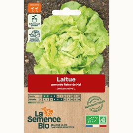 Laitue reine de mai de pleine terre bio