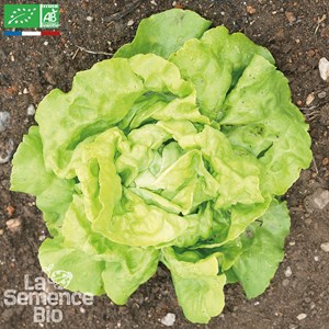 Laitue reine de mai de pleine terre bio