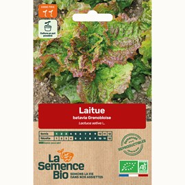 Laitue batavia rouge grenobloise bio