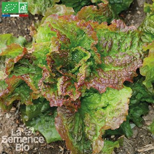 Laitue batavia rouge grenobloise bio