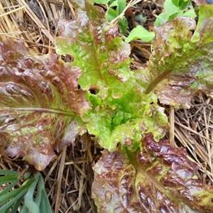 Laitue batavia rouge grenobloise bio