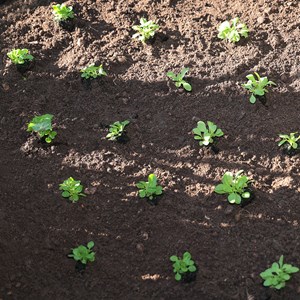 Mache de hollande à grosses graines bio