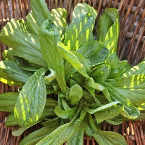 Mache de hollande à grosses graines bio