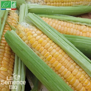 Mais doux golden bantam bio